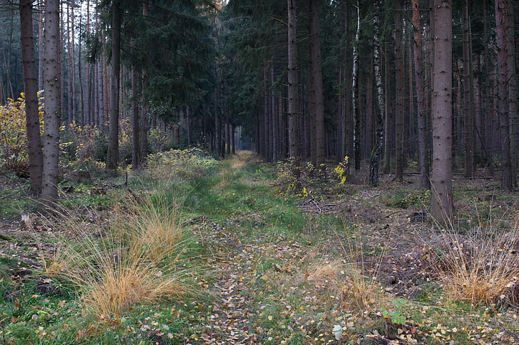 bos, bospad, natuur, Thüringen Duitsland, weg, bomen, stemming