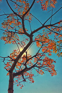 puu, Syksy, Etelä-Afrikka, Johannesburg, lehtien, Park, syksyllä