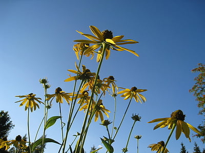 coneflower, цветя, жълто, лято, синьо небе, синьо, цветове