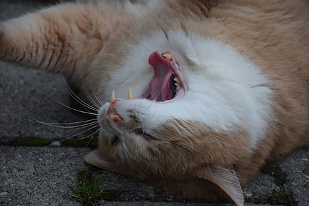 gat, cansat, badall, animal, llengua, dent
