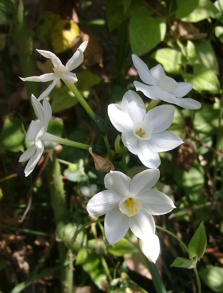 Narcissus, hvit blomst, blomster, hvit narcissus, natur, planter, hage
