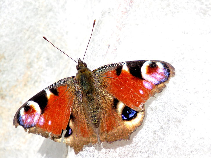 Peacock butterfly, tauriņš, Pāvs, edelfalter