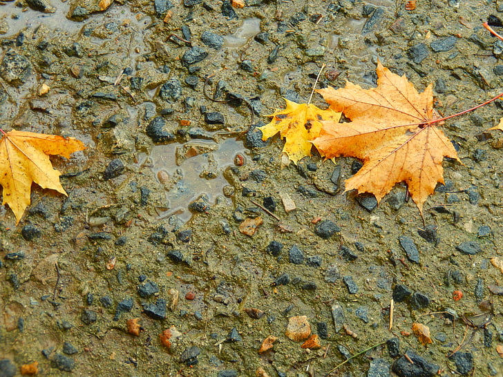 list, kiša, jesen