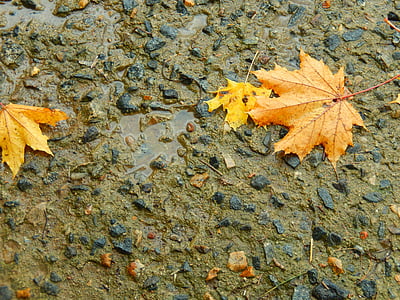 list, dež, jeseni