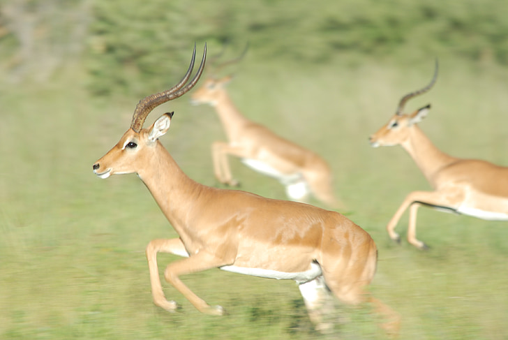 gazelle, race, horn, animals, wild