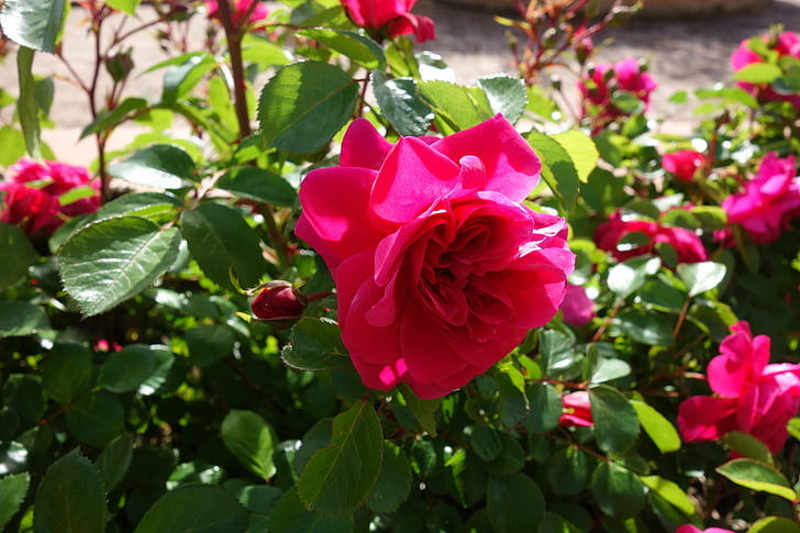 rosa, fiore, rosa, natura, pianta, giardino