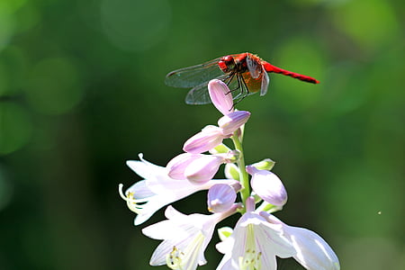 dragonfly, insects, break, vivian chu, plants, nature, forest