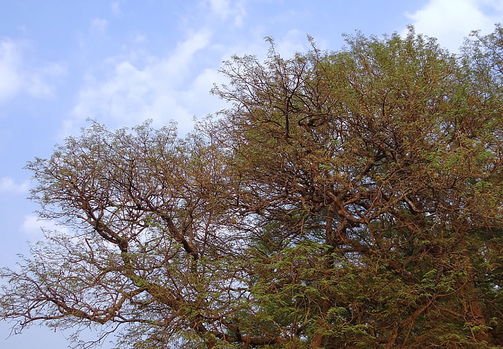 Tamarind tree, Tamarindus indica, puu, puu, hapu, ravimite, India
