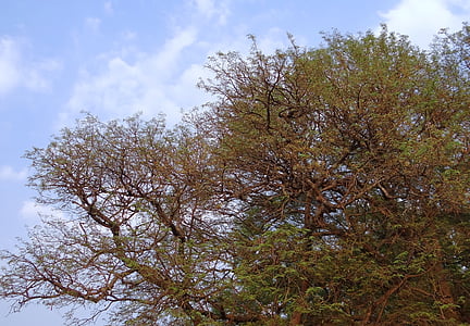 Tamarind copac, Tamarindus indica, copac, fructe, acru, medicamentoase, India