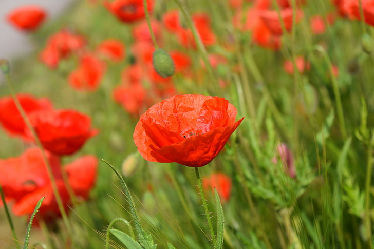 poppy, field of poppies, klatschmohn, flowers, red poppy, red, field