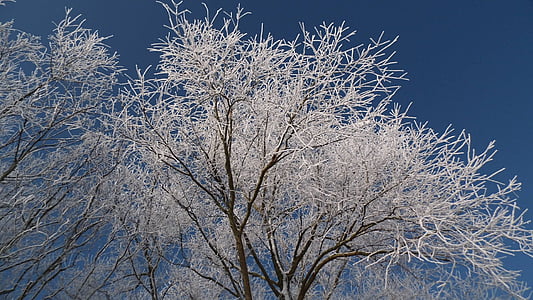 l'hivern, neu, hivernal, blanc, arbre, fred, paisatge