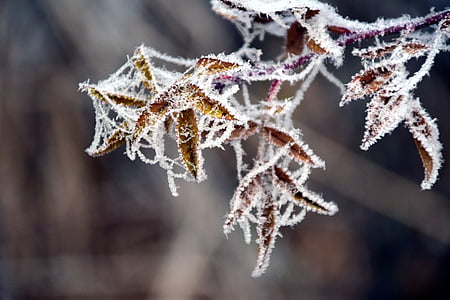 leaves, winter, ice, frozen, iced, snow, eiskristalle