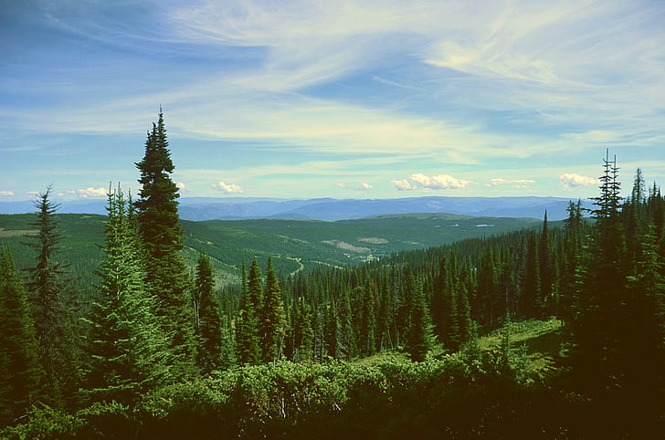 green, pine, trees, white, skies, daytime, mountains