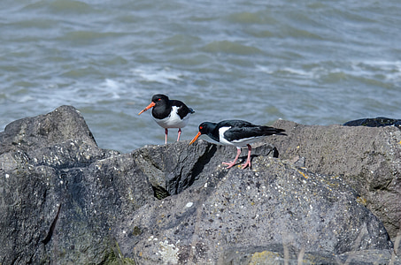 птици, Oystercatcher, фауна, две, море, скали, крайбрежие