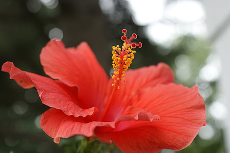 Hibiscus, flor, Coral, rosa, flores, tropical, verano