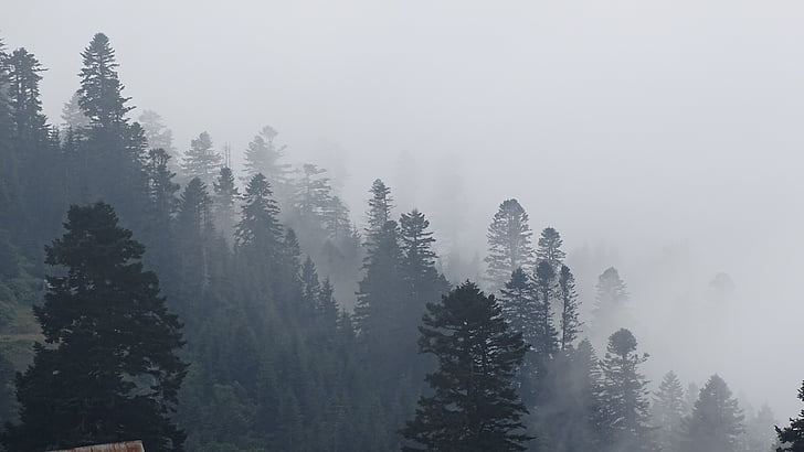 Georgien, bergen, dimma, skogen, naturen, träd, vinter
