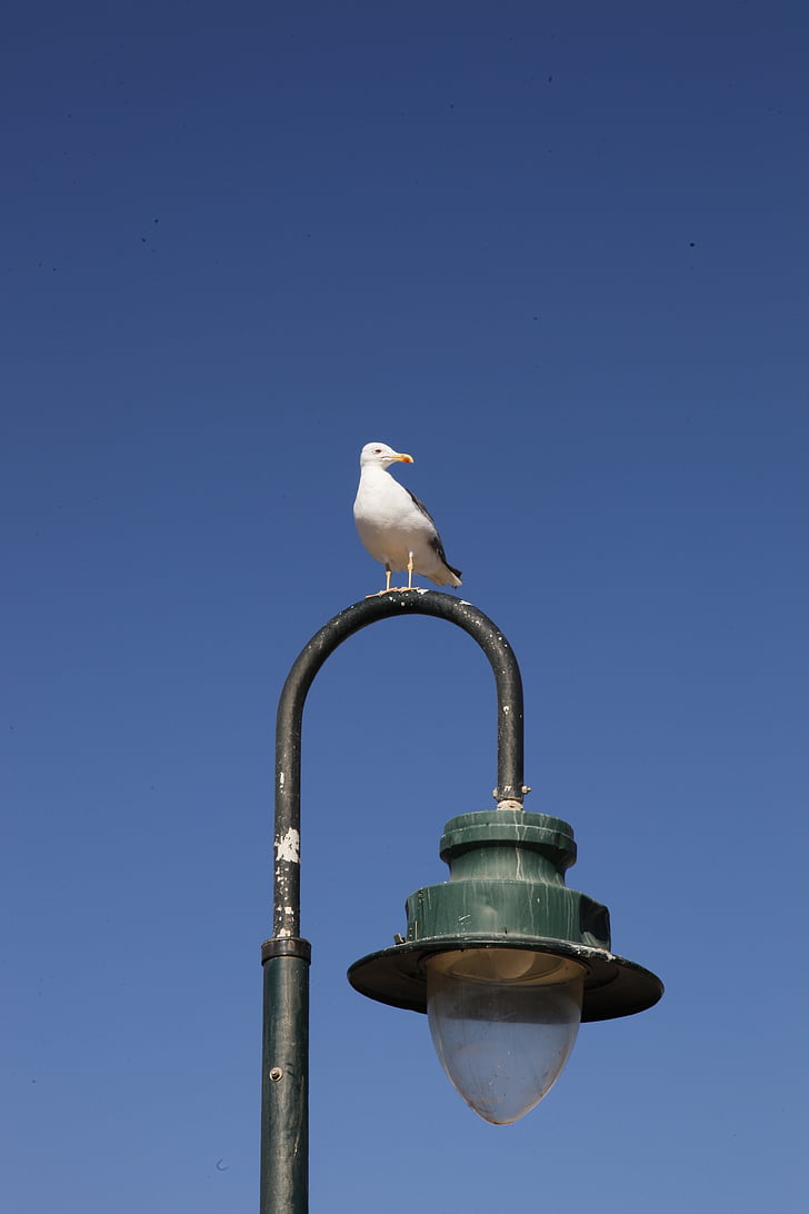 chim mòng biển, đèn đường phố, Cadiz, Tây Ban Nha
