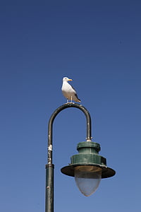 seagull, street lamp, cadiz, spain