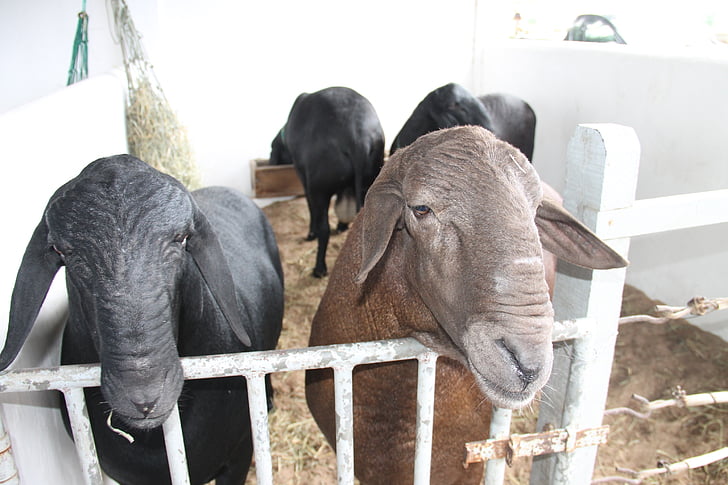 moutons, Santa inês, Sergipe, Brésil, animal, ferme, Agriculture