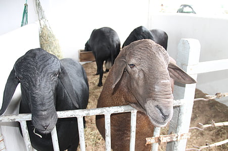 ovce, Santa Ines, Sergipe, Brazil, životinja, farma, Poljoprivreda