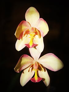 flor, orquídea, tropical, Branco, verde, amarelo, vermelho