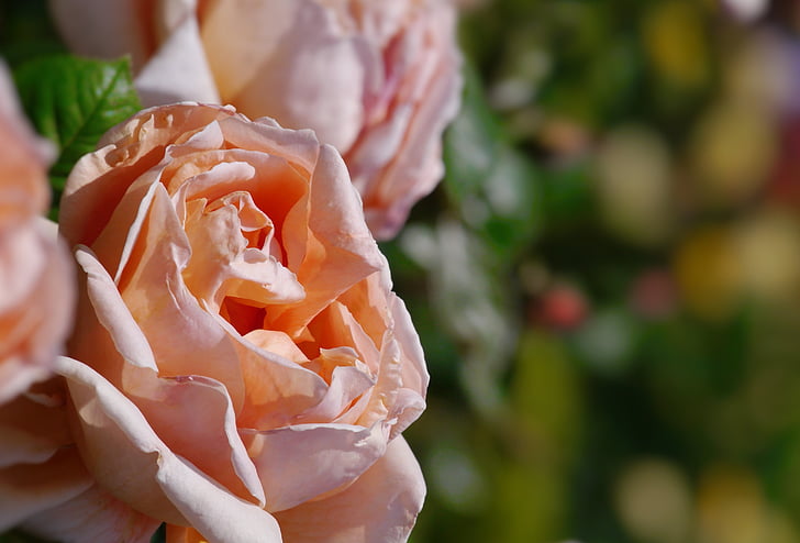 Πάρκο Verny, Γαλλία, σάρκα χρώματος, ροζ, τριαντάφυλλο, Κίτρινο, κόκκινο