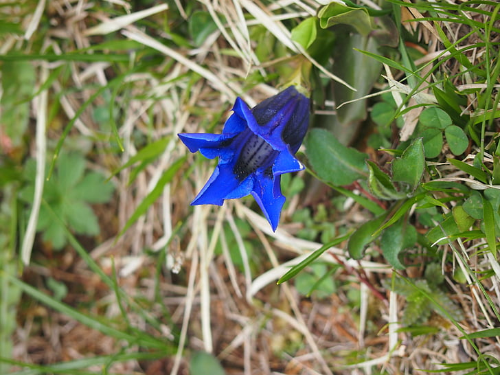 Genciāna, zila, Bello genciāna, puķe, Alpu puķu, kalna ziedi, zilu ziedu