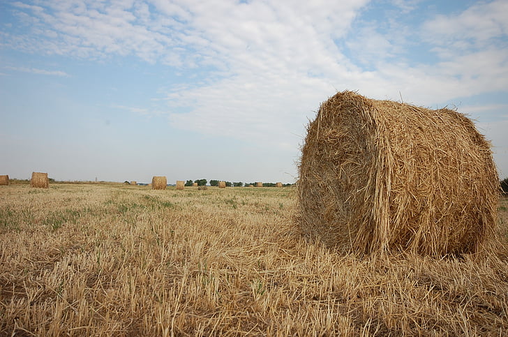 campaign, straw, fields, bales, straw bales, vista, agriculture
