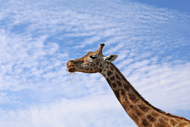 giraffa, Zoo di, animale, testa