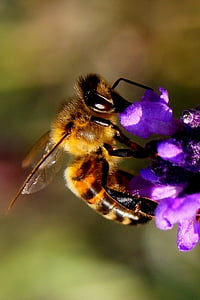 Insekt, Biene, Blüte, Bloom, Rosa, in der Nähe, Natur