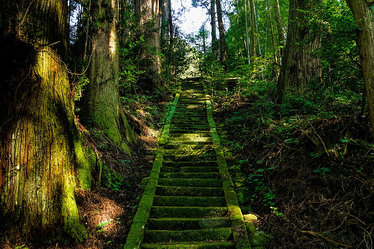 japan, aso, shrine, stairs, moss, green, forest