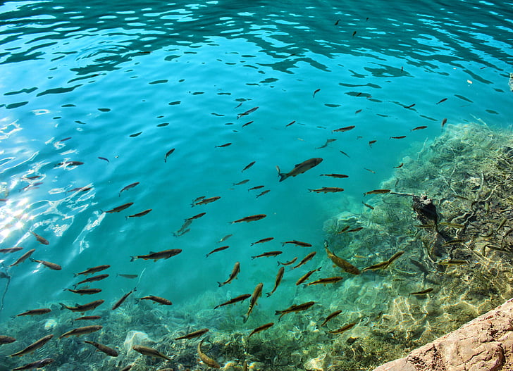 Escola de peix, peix, l'aigua, aigües clares, vida silvestre, Marina, sota l'aigua