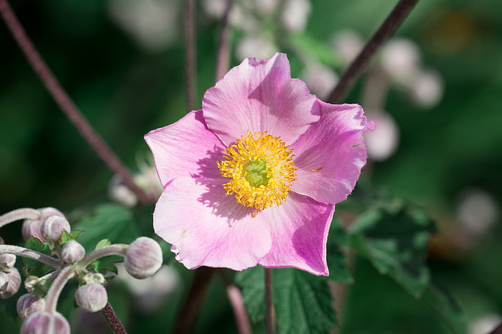 anêmona, -de-rosa, queda de anêmona, planta ornamental, jardim de flor, planta de jardim, flor