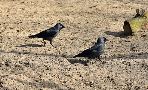 kraaien (Corvidae), zwart, vogel, veer, Bill, Kauw, dier