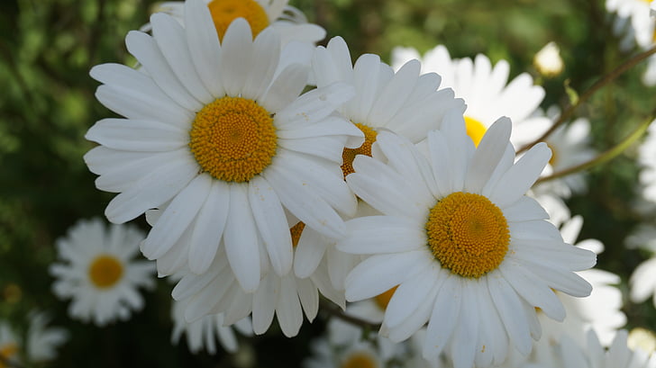 blomst, Marguerite, forår, sommerblomster