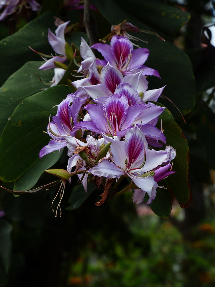 bauhinie, fleurs, Inflorescence :, floraison de brindille, Rose, violet, violet clair