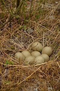 гнездо, птичи яйца, 