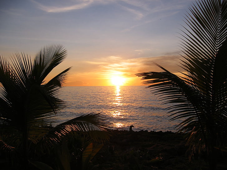 sunset, caribbean, palm trees
