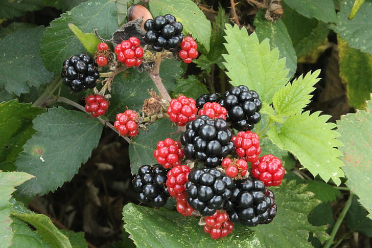 black berries, red blackberries, autumn, leaf, dessert, fruit, freshness