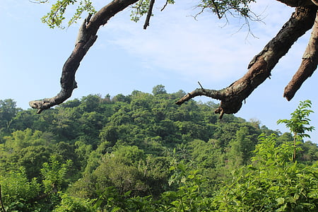 Jungle, bomen, tropische, natuur