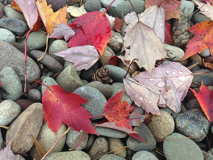 pebbles, leaves, fall, stone, leaf