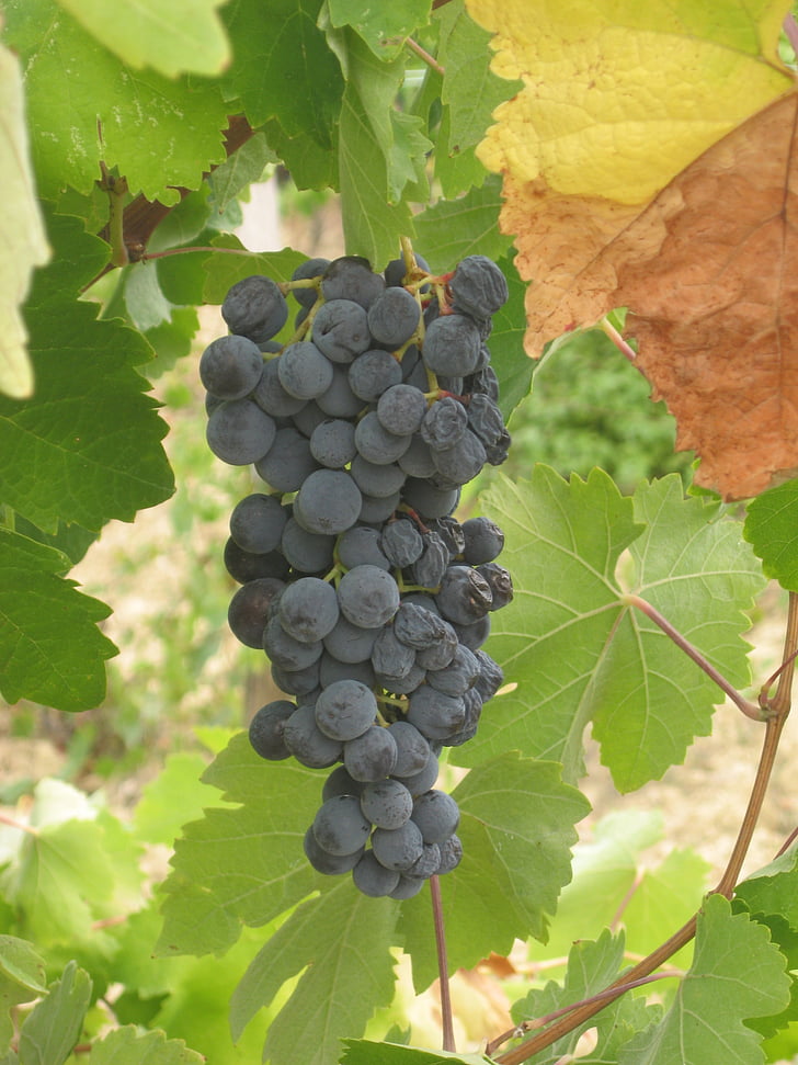 raïm, vi, vinya, llegir, viticultura, vi negre, planta