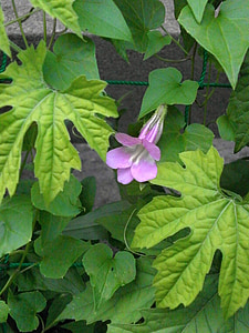 asarina, ツタバキリカズラ, ツルキンギョソウ, scrophulariaceae, 질경이과, 핑크 꽃, 여름 꽃