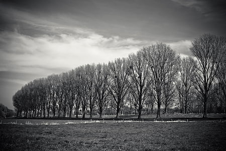 landscape, meadowlands, trees, bare branches, mood, sky, relax