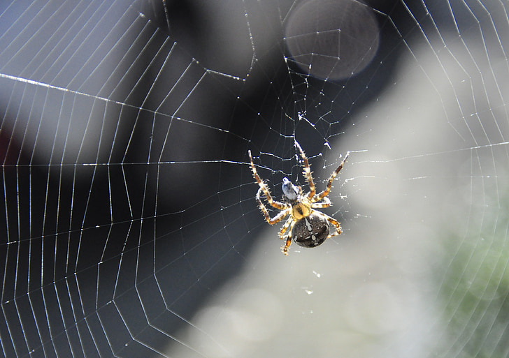 vườn nhện, spin, Sân vườn, Spider web