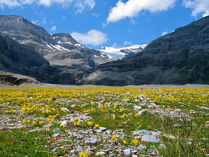 Alpine, daglicht, milieu, bloem, gletsjer, gras, grasland