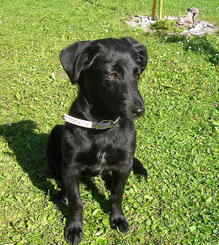 cachorro, Labrador, perro, negro, mascota, Prado, cerrar