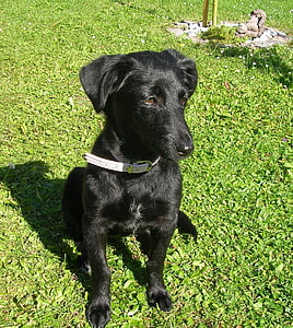 filhote de cachorro, Labrador, cão, preto, animal de estimação, Prado, fechar