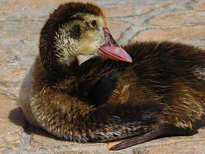 duck, animal, biped, beak, nature, feathers, chick