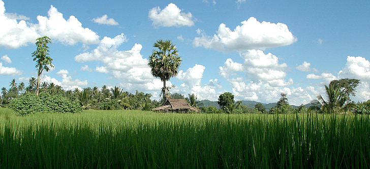 Tailândia, paisagem, arroz, palmeiras, grama, campo, verde